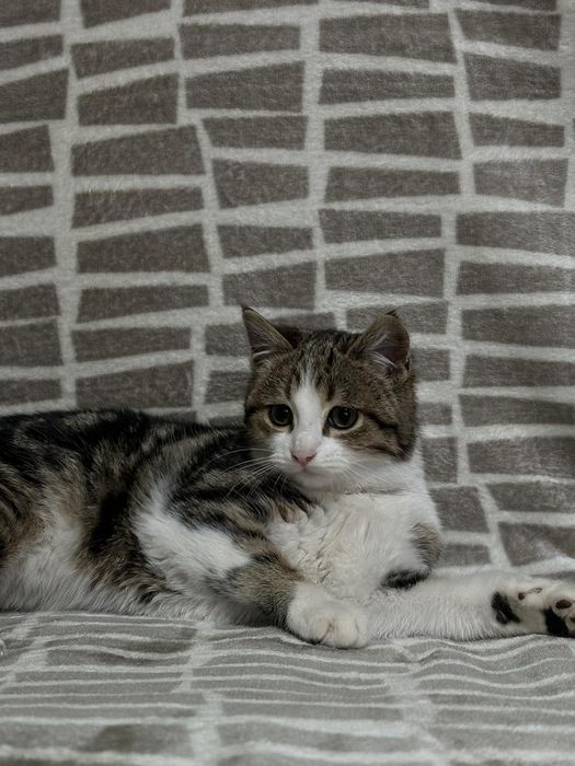 Кошеня дівчинка та хлопчик