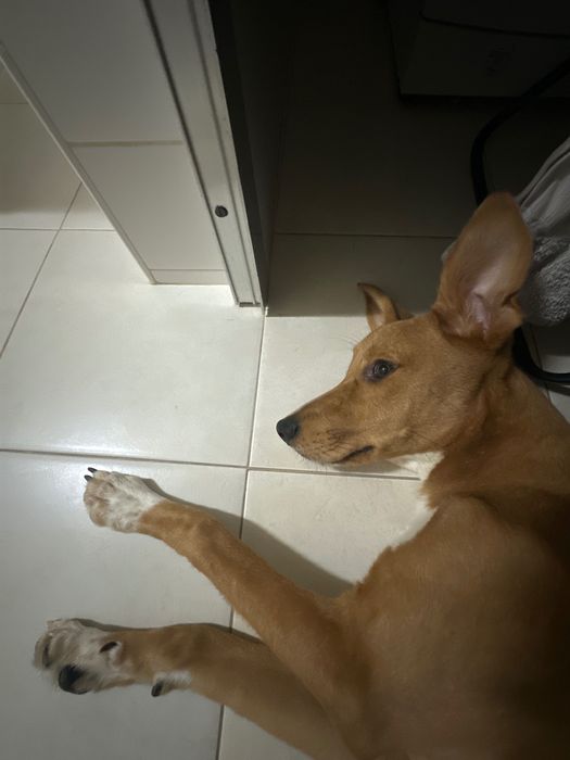Cadela para adoção responsável