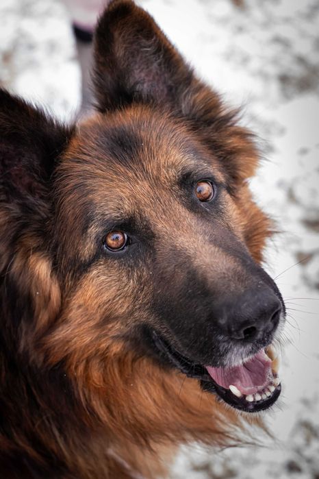 Tenor - kontaktowy pies w typie owczarka niemieckiego do adopcji!