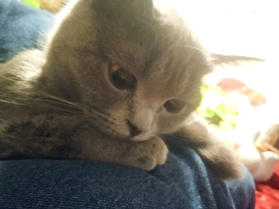 Продаю кішку шотландку