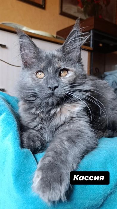 Котята породы Мейн Кун
