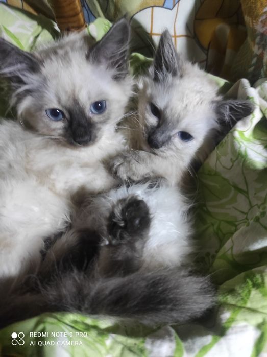 Котики Сиамцы чистокровные
