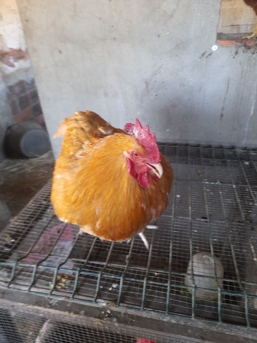 Galo de raça Orpington  e também tenho ovos