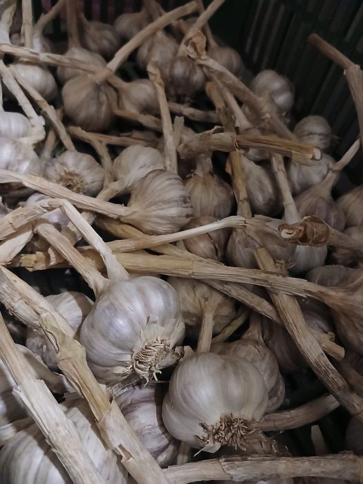 Czosnek harnas zimowy