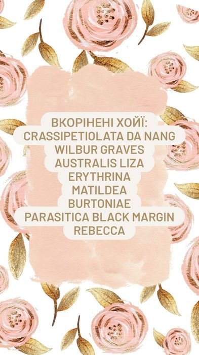 Хойя, Caudata, Curtisii, Rosita, Waettii, Matildea, Linearis