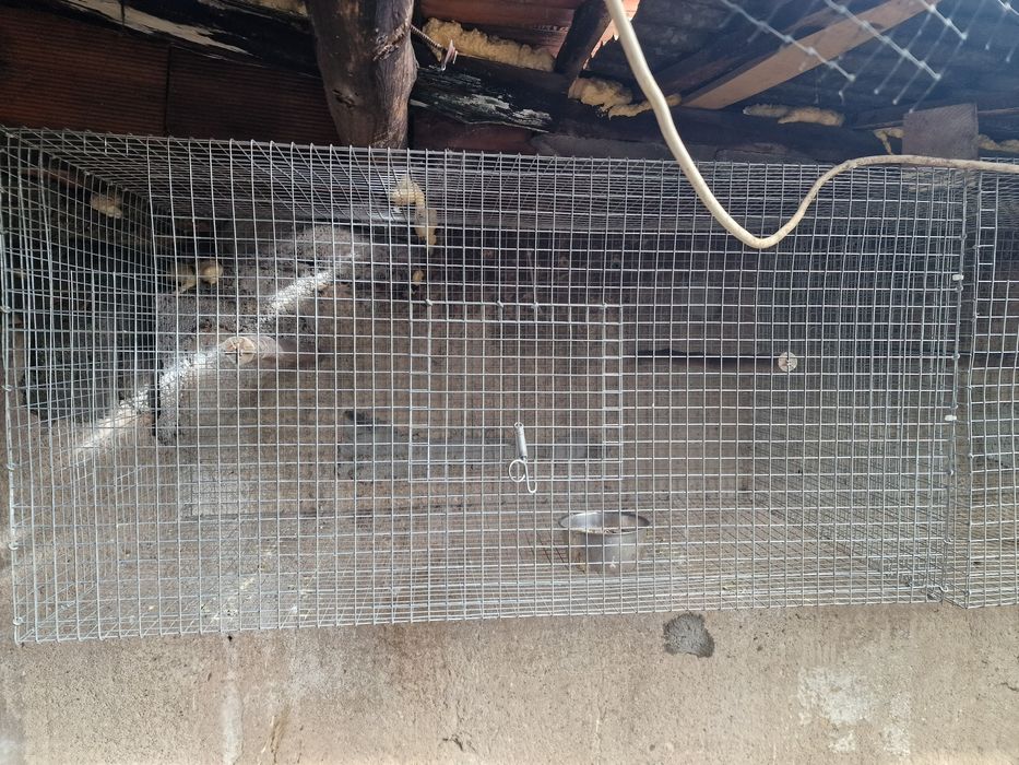 Gaiolas caturras e ring neck etc