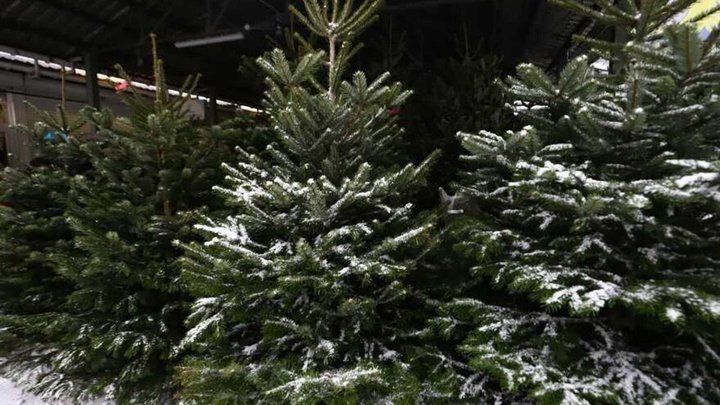 Ялинки 2025 / 2026