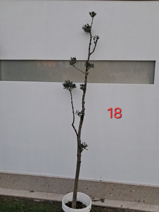 Oliveiras para jardim - vários tamanhos