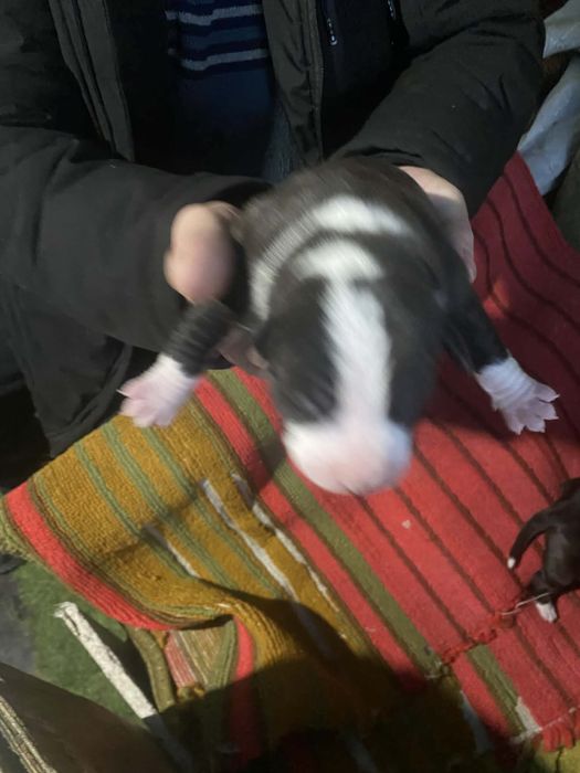 Цуценята Амстаффа Бронь !