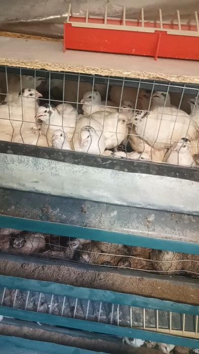 Розпродаж перепелів 90 грн