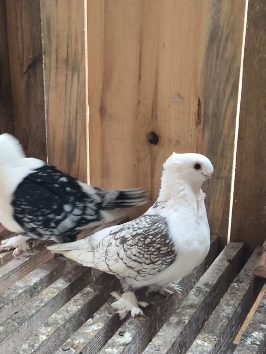Mewki orientalne satynety para
