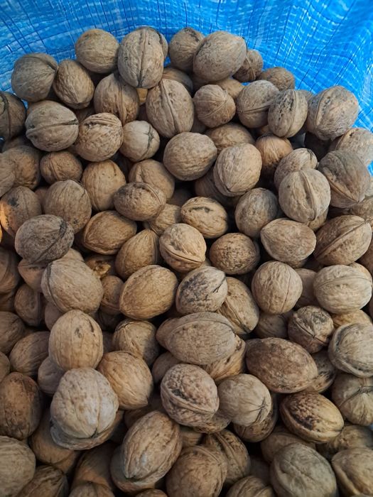 Orzechy włoskie całe