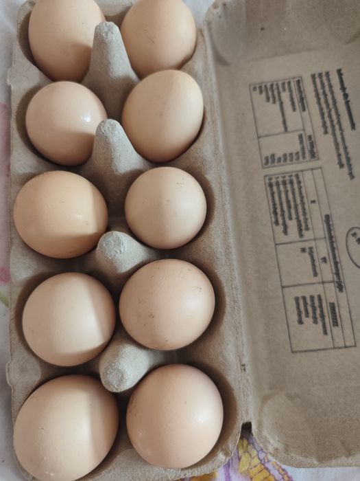 Sprzedam świeże jaja