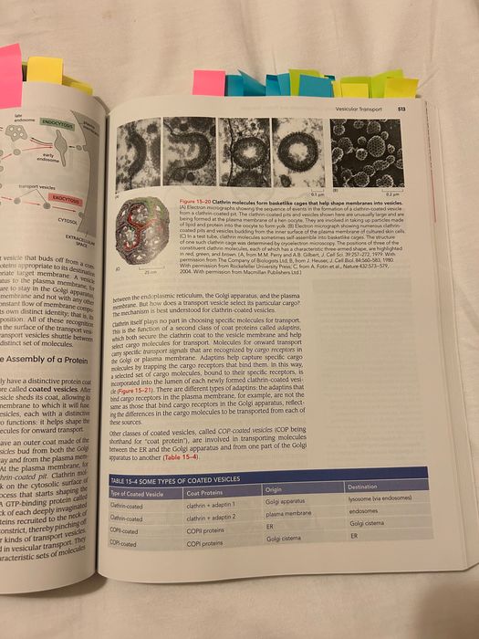 Alberts, Essential Cell Biology 5.ª edição