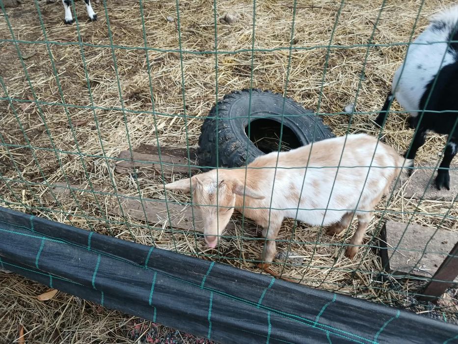 Cabras anãs 6 meses