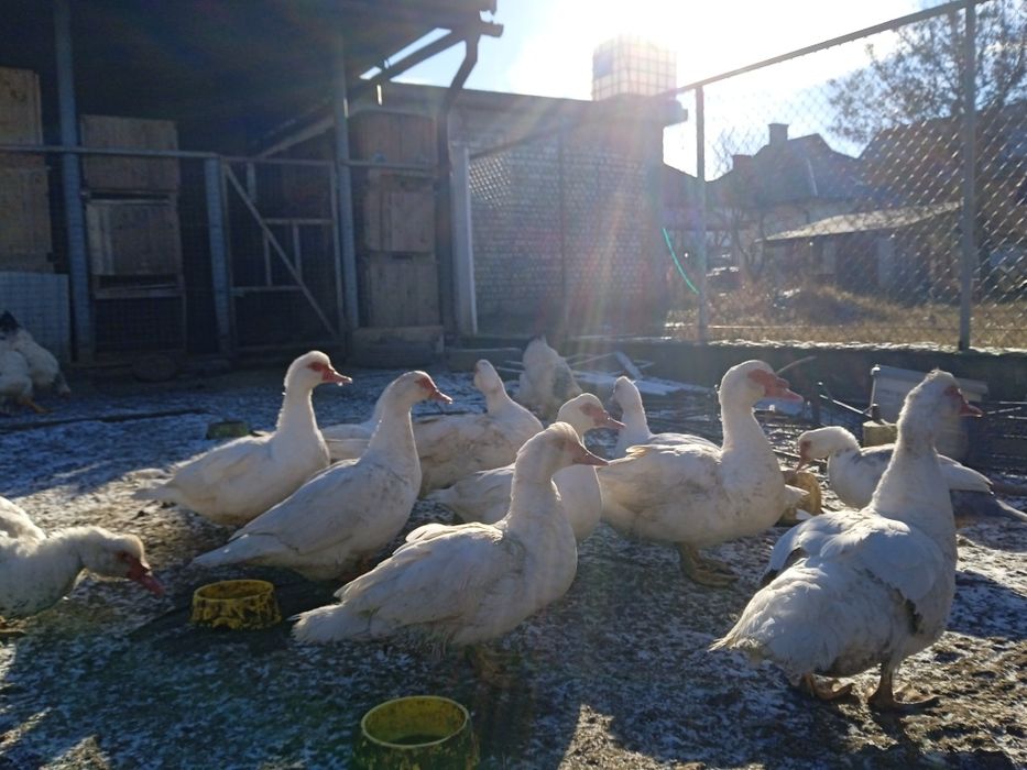 Продам інкубаційне яйце білих мускусів