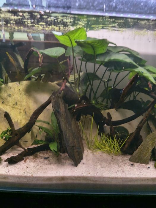 Akwarium z krewetkami blue Velvet