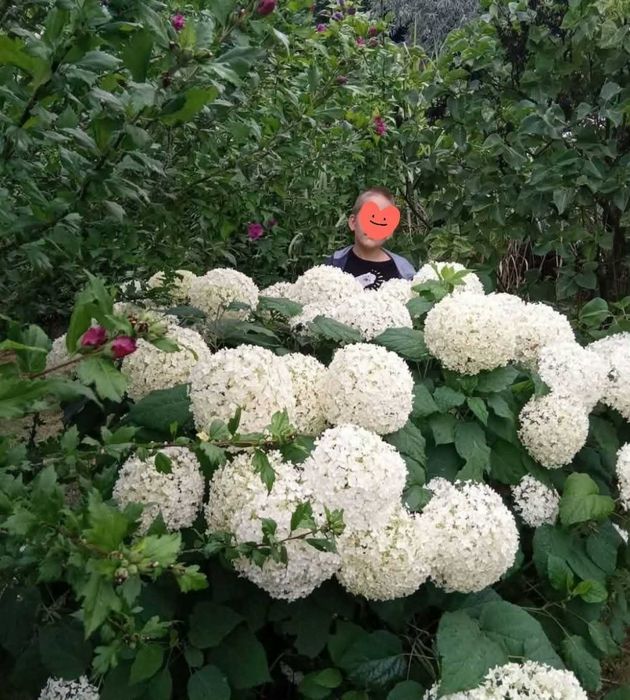 Hortensja Annabelle biała
