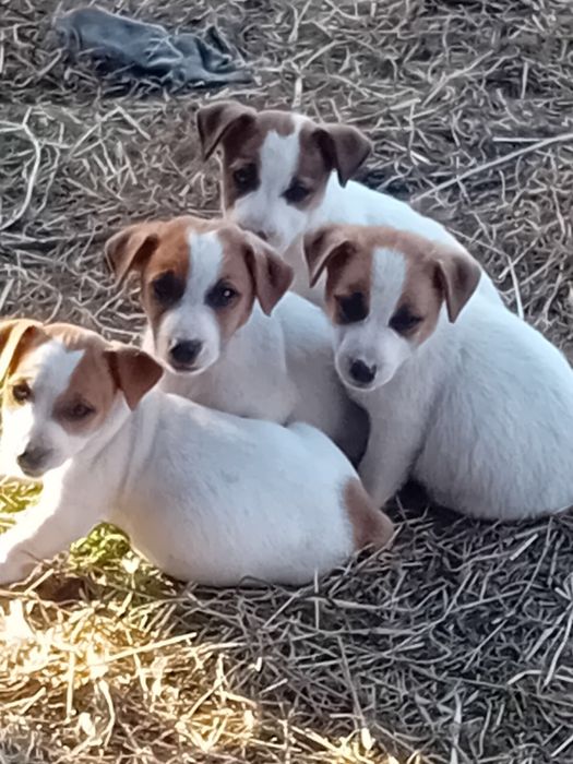Jack russell terrier