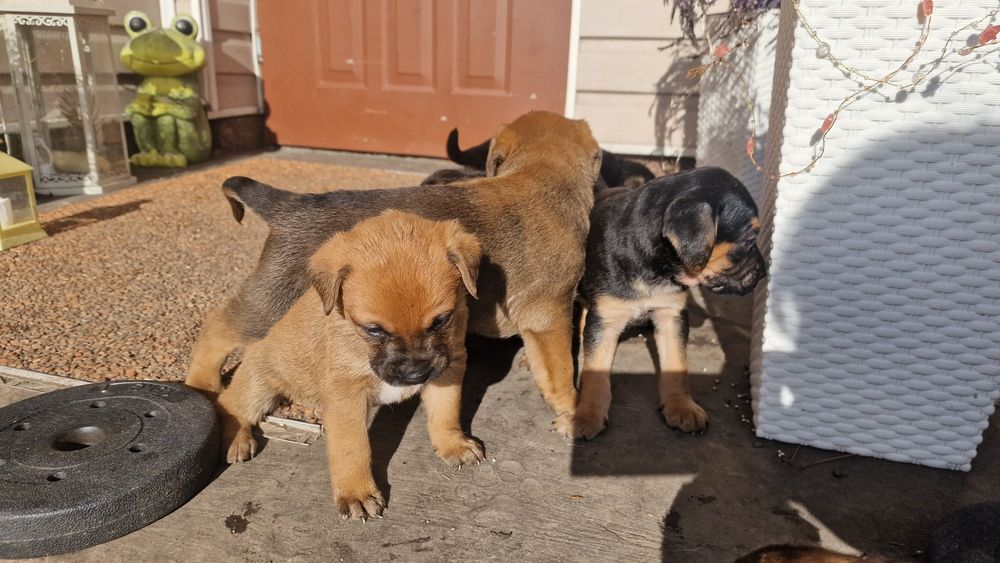 Oddam pieski mieszańce duże