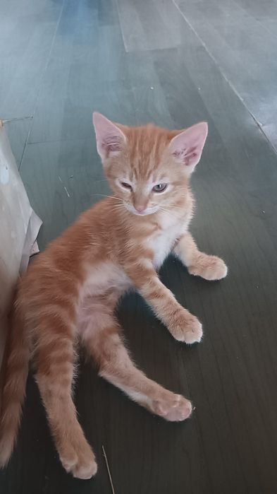 Gatinhos lindos para dar