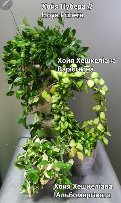 ХойяХешкеліана вар/Пінк/ Альбомаргіната