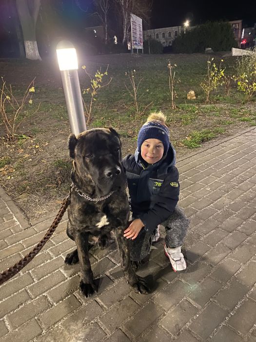 Вʼязка. Тигровий кобель шукає дівчину.