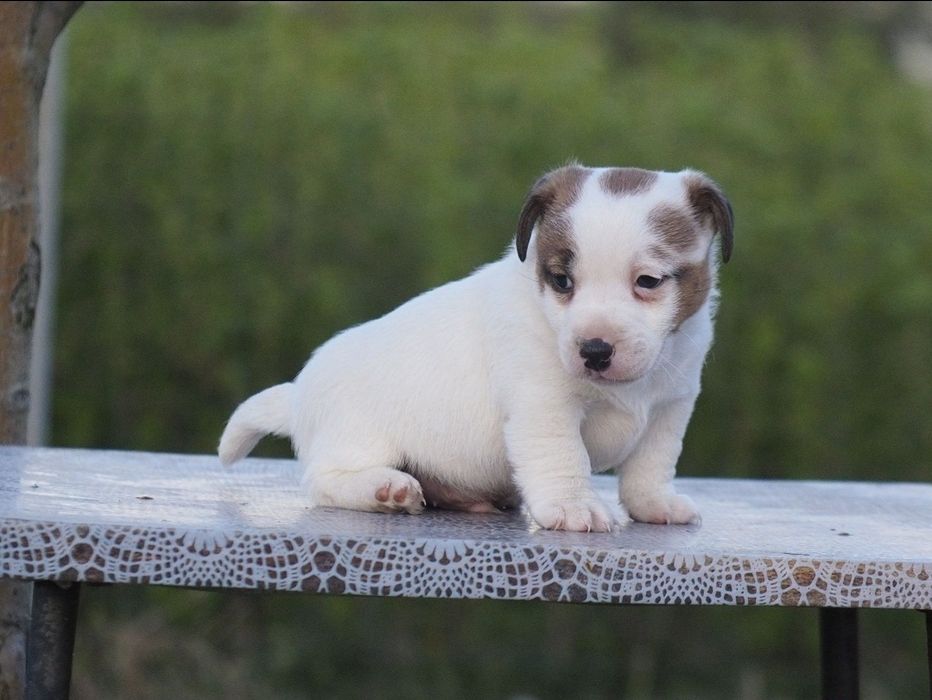 Jack Russell Terrier PIESEK