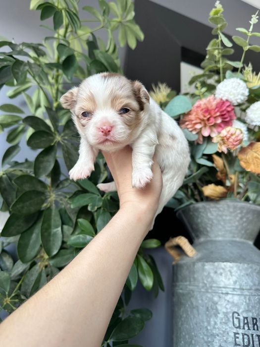 Chihuahua branco e merle menino pêlo longo.  Olhos verdes.
