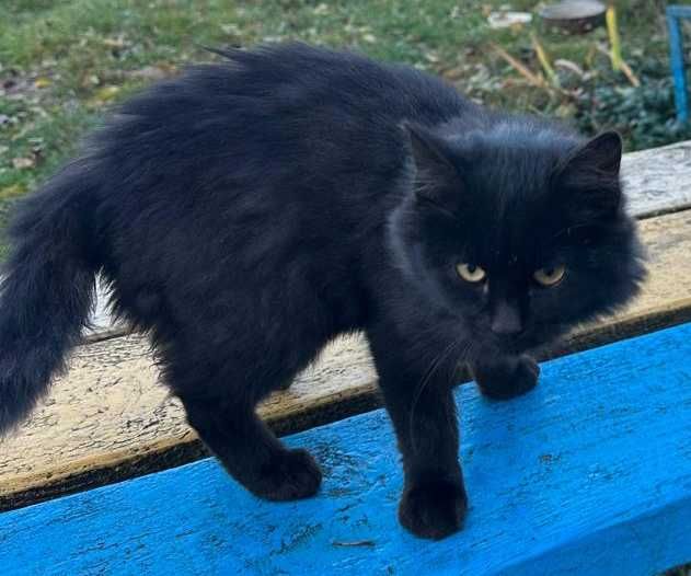 Віддам котика (5 міс.) в хороші руки