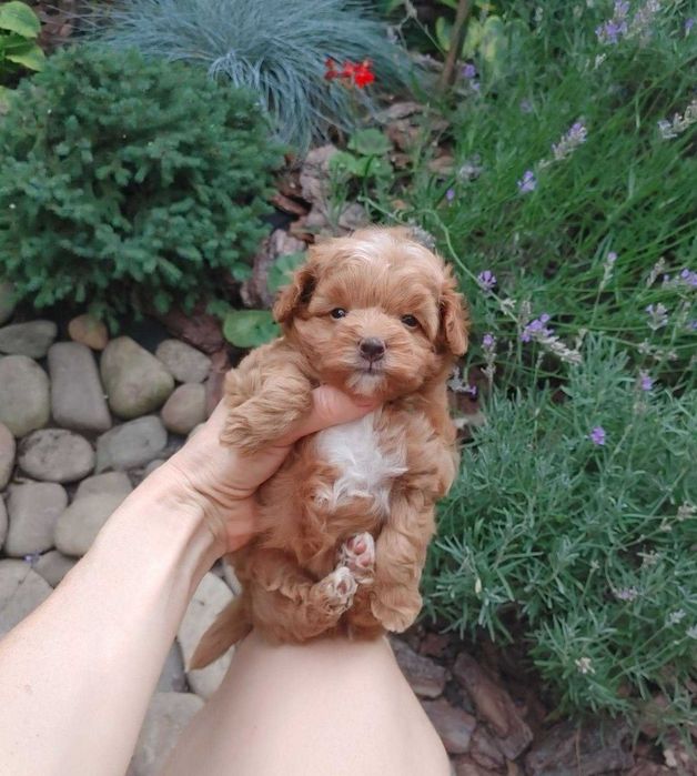 Найсолодша маленька дизайн-паняночка red caramel&white PomaPoo з Києва