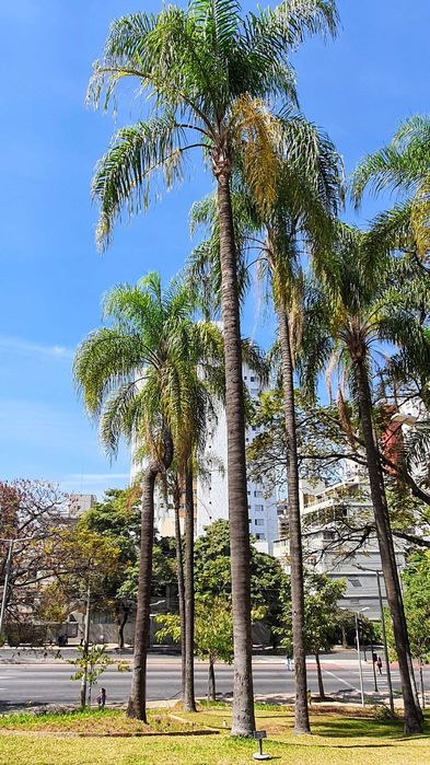 Sementes de palmeira Jeriva (frutos comestiveis)