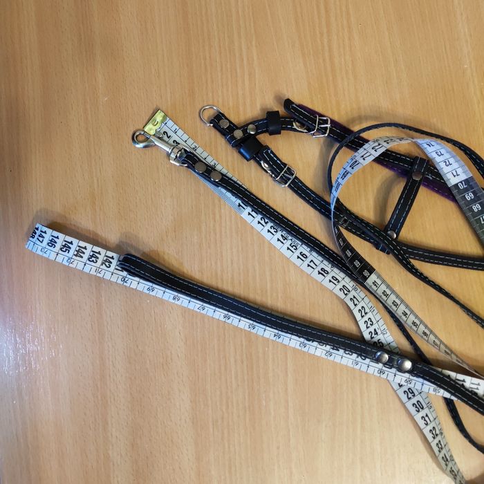 Шлея з повідцем, нашийник