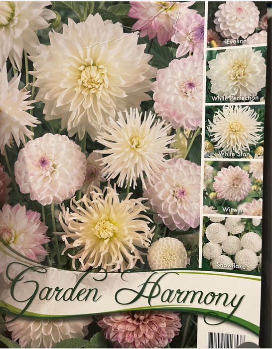 Жоржина White Perfection