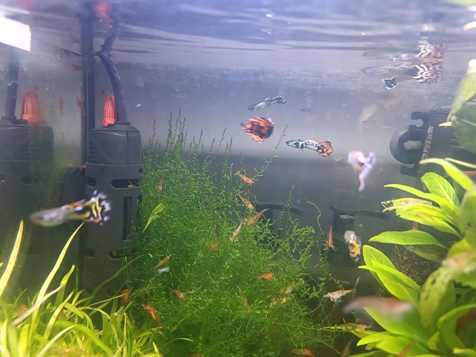 Głupiki samiczki samce