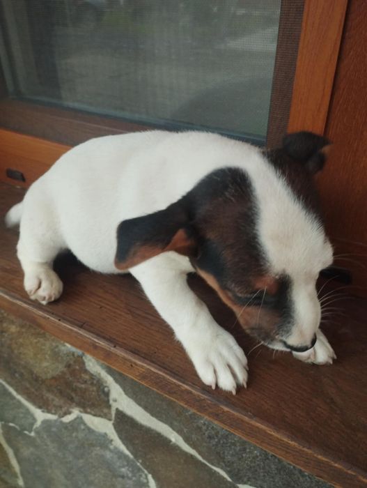 Собачки породи Джек Рассел