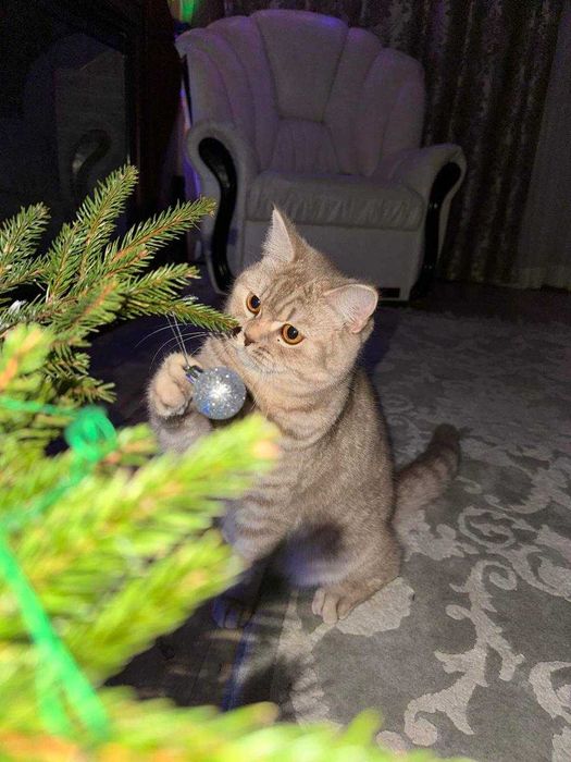 Кошка Шотландская