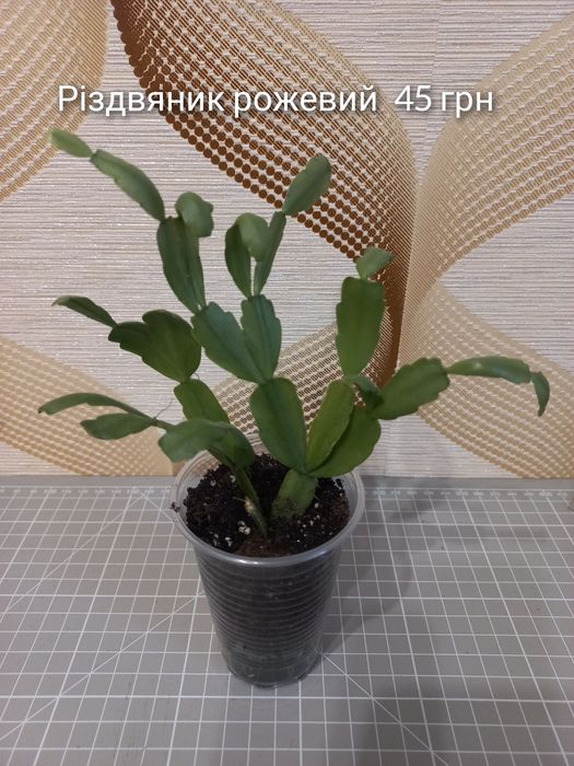 Наявність кімнатних рослин