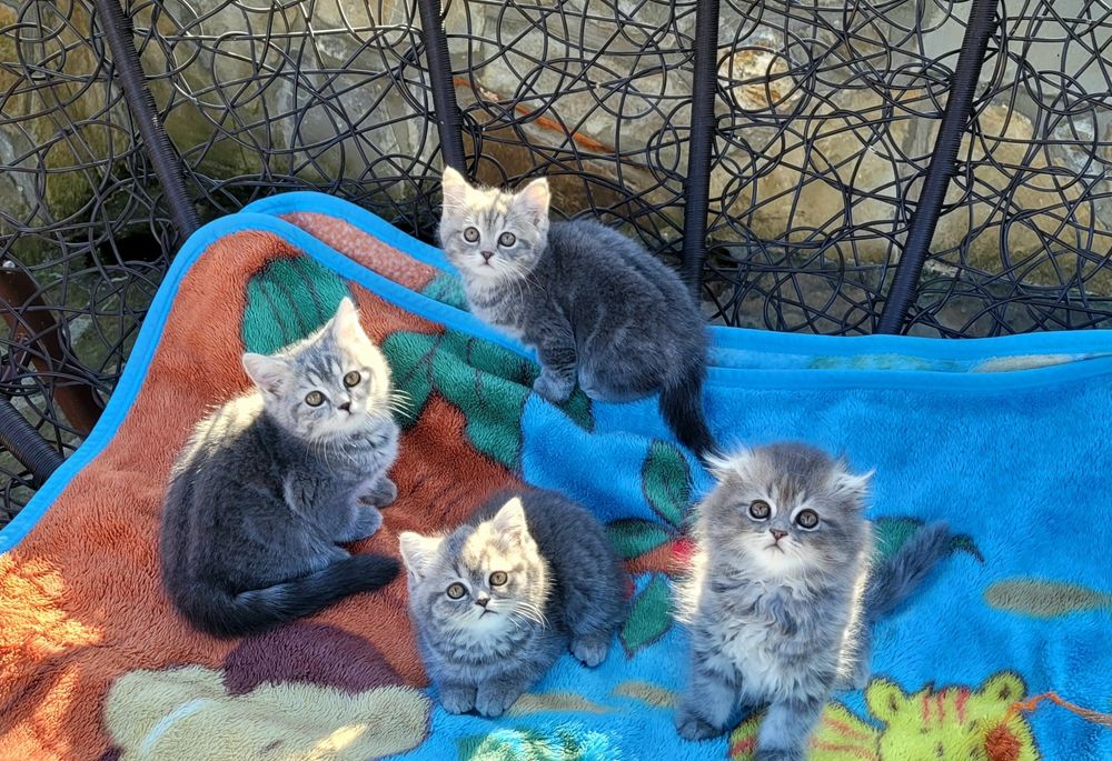 Шотландські кошенята!