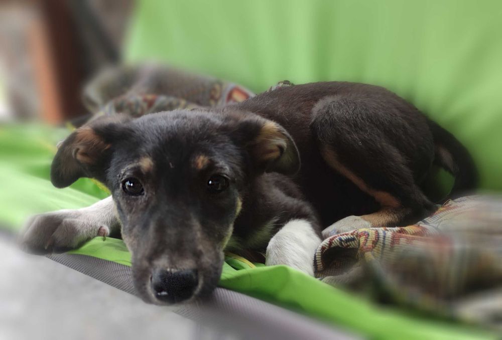 Цуценя безкоштовно. Дівчинка