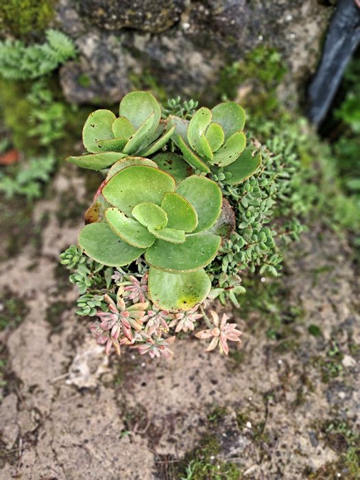Planta decorativa de baixo consumo de água. Vaso grande (32 cm altura)