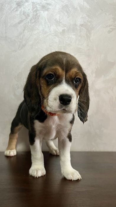 Бигль дети  выбор есть киев доставка