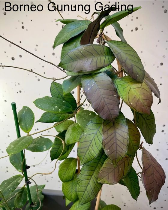 Хойя срезом sabah, benchaii seed 002, patella pink