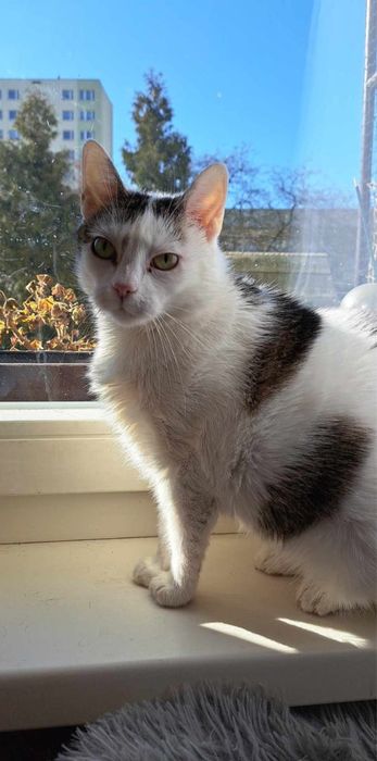 Nela- około 8-letnia kotka chce Ci oddać całe swoje kocie serce