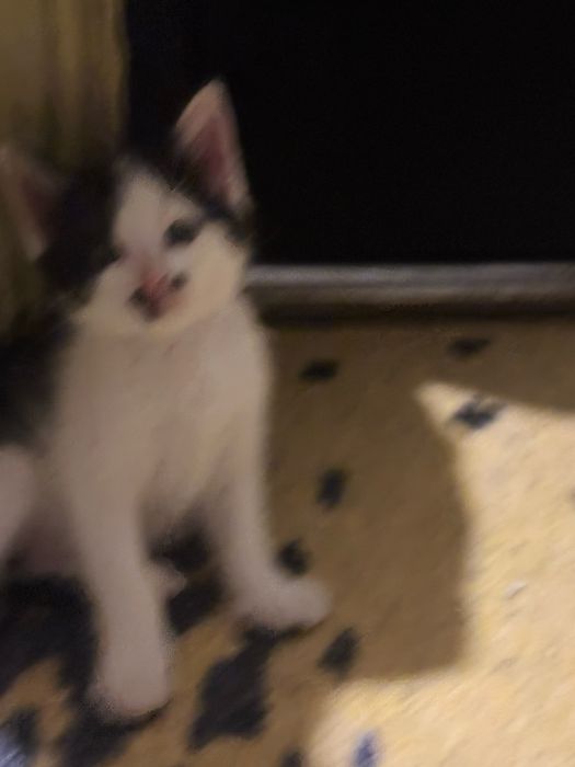 Lindos gatinhos a procura de um lar