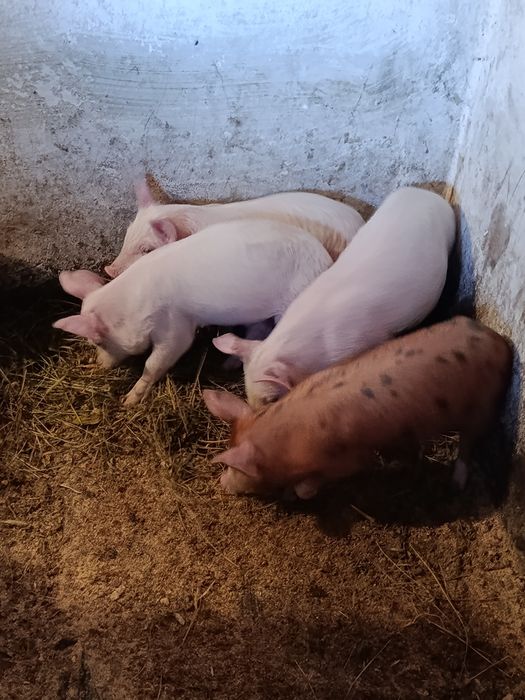 Продам поросята м'ясного напрямку.