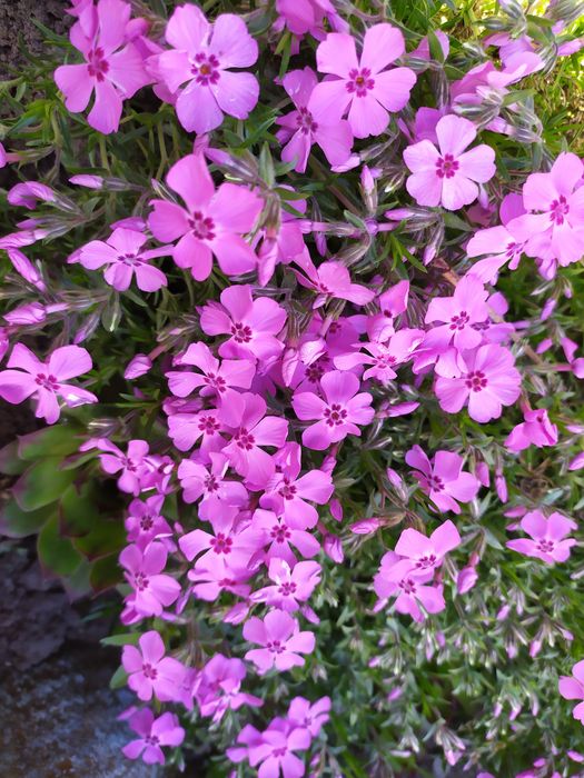 Коврики на гірку, хоста, армерія, примула, кам'яна роза молодило.