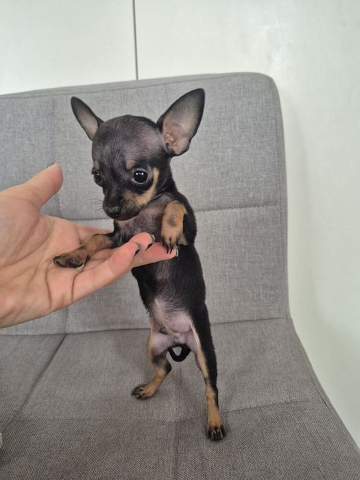 Щенок мини той терьер мальчик 2 месяца