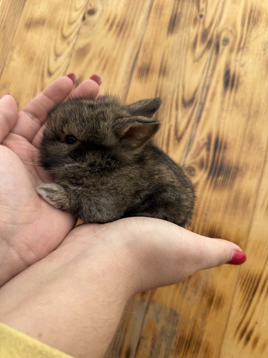 Декоративний кролик