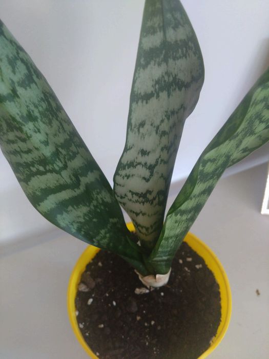 Sansevieria zeylanica